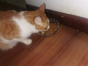 皇家猫粮 成猫猫粮 营养均衡 F32 通用粮 1-7岁 4.5KG 实拍图
