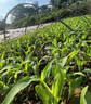驱鸟神器高效赶鸟特效药农田庄稼果园玉米地户外防鸟驱鸟剂药包 一包装【三十小包】鸟不再来 实拍图