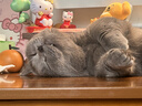 皇家猫粮 英短成猫粮 BS34 通用粮 12月以上 10KG 实拍图