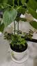 行湘爬藤月季花卉绿植盆栽阳台花园地栽 蒂娜20cm左右2棵 源头直发 实拍图