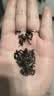 乐品乐茶特级明前碧螺春绿茶2026新茶浓香耐泡口粮茶叶250g冷泡茶自己喝 实拍图