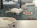 生生不息冻干小鸡脖宠物磨牙棒猫狗洁齿零食2.0升级版 100g 实拍图
