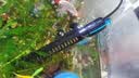 海甲卫 HAKAWIN鱼缸加热棒自动恒温小型加温棒水族箱防爆乌龟加热器 AT103-100 实拍图