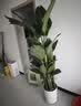 花财主天堂鸟盆栽办公室大型绿植客厅鸭脚木植物家用吸甲醛净化空气好养 7-8天堂鸟1.6-1.7【圆柱盆】 实拍图