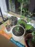 德沃多16L植物营养土通用养花土种菜多肉专用土种植土椰糠 实拍图