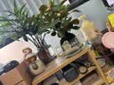 小盼菩提盆栽水培植物苔藓球办公室内带果花卉四季好养茶桌面绿植 小盼菩提（苔藓球） 拒绝焦虑盏（15个果子以上） 实拍图