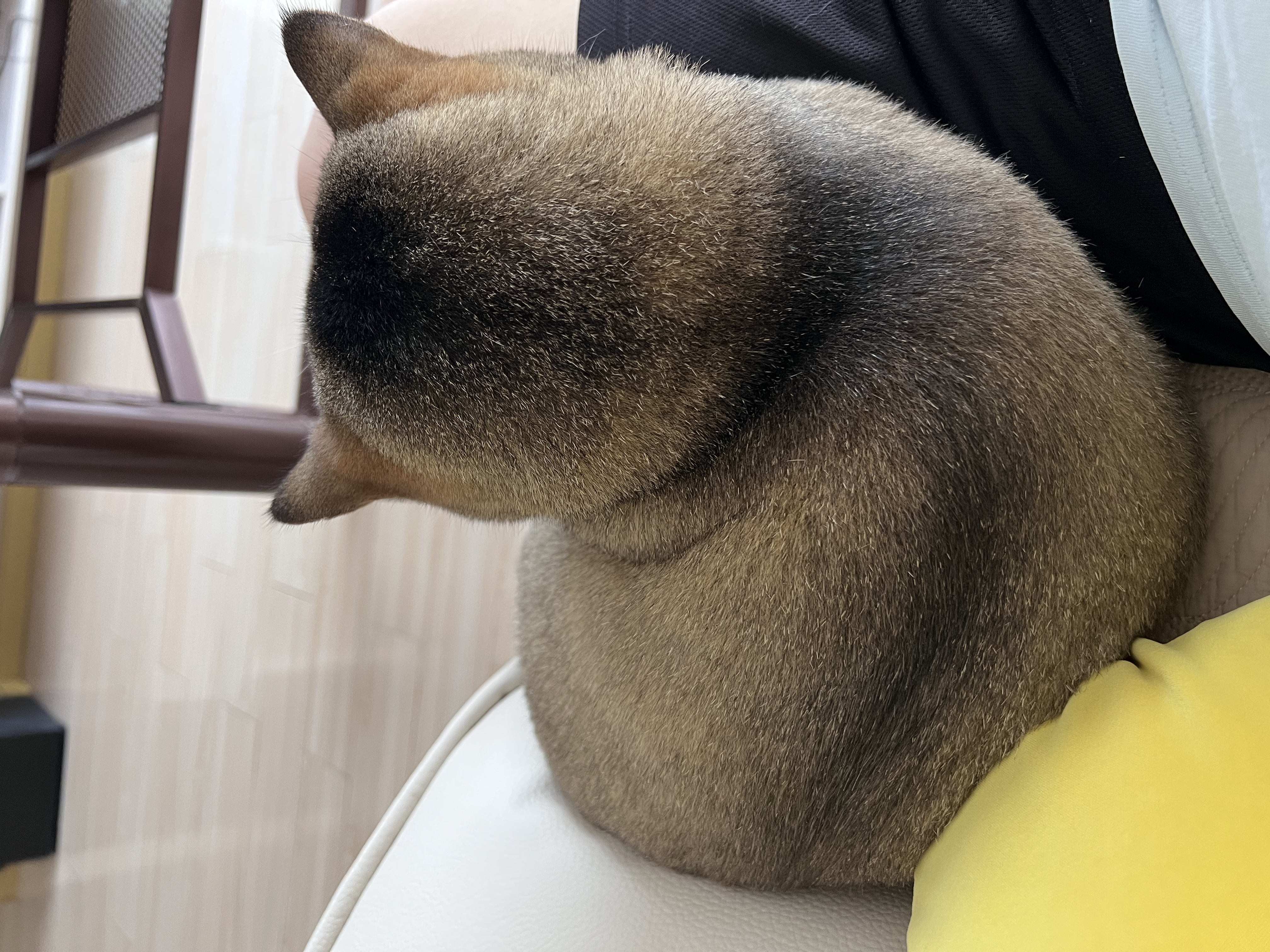 ERGOBABY宠物剃毛器狗狗猫咪推子电推剪脚毛修剪理发器全身推毛器宠物店 实拍图