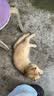 网易严选全价猫粮4.0 宠物主粮成幼猫无谷多重禽肉高蛋白 鸡鸭禽肉味10kg 实拍图