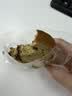 三只松鼠坚果车轮面包抹茶味500g早餐吐司欧包代餐全麦黑麦零食 实拍图