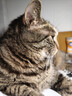 lorde里兜猫条猫零食营养补水猫草湿猫粮混合口味10gx80条 实拍图