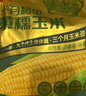 十月稻田 黄糯玉米 8根 3.52斤 真空包装 东北甜粘玉米棒 低脂早餐 实拍图