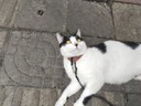 网易严选全价猫粮4.0 主粮成幼猫驼羊奶易消化促吸收 鸡肉羊奶味1.5kg*4袋 实拍图