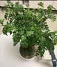 京云梦薄荷盆栽阳台可食用香草驱蚊虫绿植四季室内室外棱形源头直发 实拍图