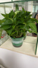 京东绿植绿萝盆栽除甲醛花卉绿植办公室新房净化空气180加仑4盆装源头直发 实拍图