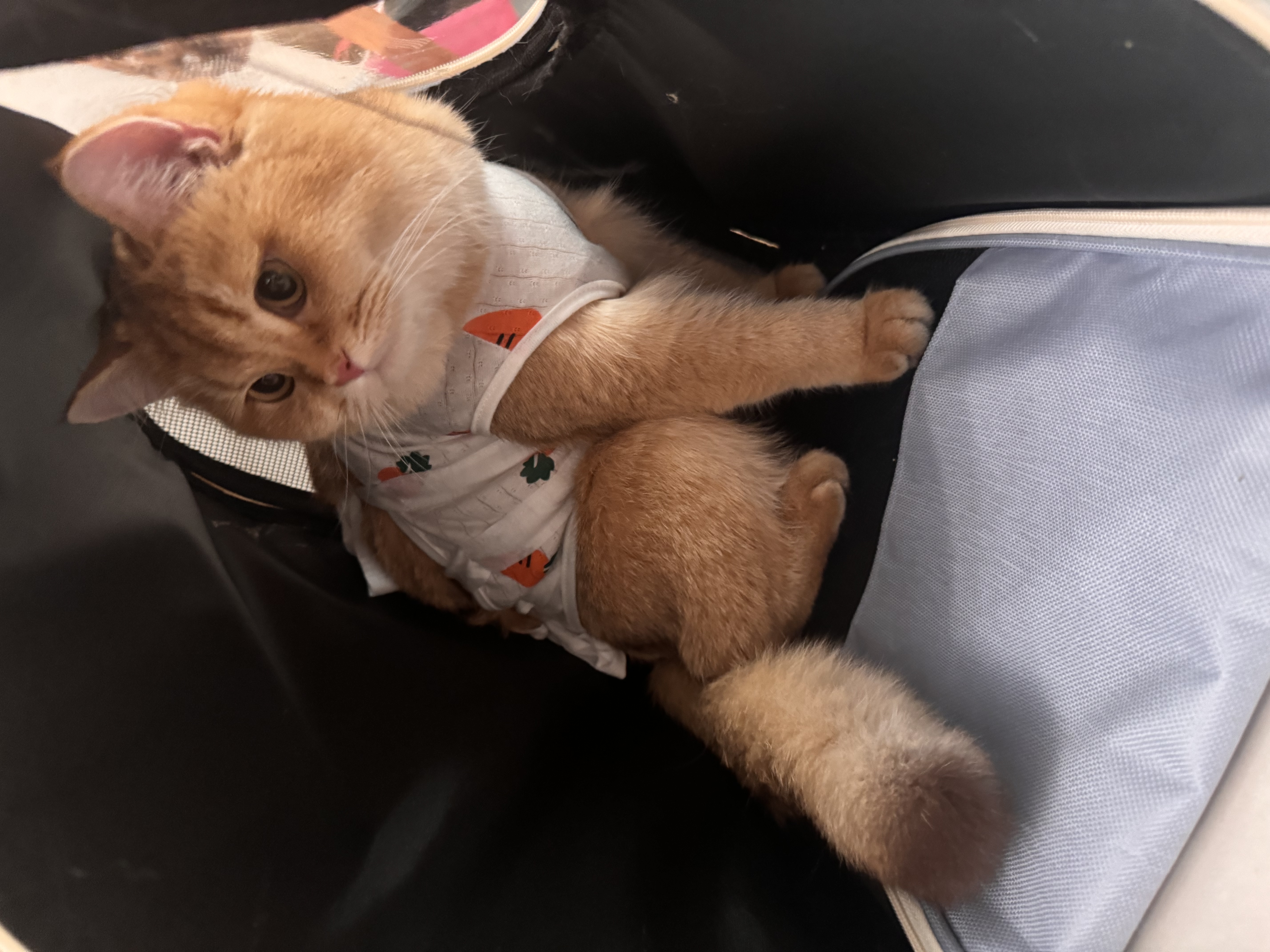欢宠网宠物猫咪绝育服猫手术服母猫衣服断奶术后恢复猫猫小猫透气防舔衣 实拍图