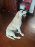 伯纳天纯中大型犬全价成年犬粮金毛宠物主粮羊肉蔓越莓15kg囤货装 实拍图