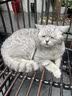 网易严选全价猫粮4.0 宠物主粮成幼猫咪三文鱼食品 深海鱼虾味50g*2 试吃 实拍图