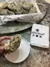 吉娜朵鲜活法国进口活体生蚝12只N0/N1/N4 生鲜牡蛎 即食刺身 源头直发 12N1 实拍图