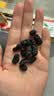 方家铺子6星椹大桑葚干500g/瓶 桑椹干大果均≥2cm黑桑葚子泡水枸杞泡酒 实拍图