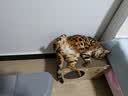 京东京造 真茶豆腐混合猫砂2.5kg*16 除臭抑菌低尘不粘底易结团 实拍图
