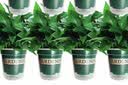 京东绿植绿萝盆栽除甲醛花卉绿植办公室新房净化空气 120款10盆源头直发 实拍图