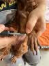 HELLOJOY宠物猫狗指甲剪狗指甲钳猫咪用指甲剪新手专用指甲刀钳磨甲器 实拍图
