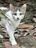 京东京造猫粮烘焙高鲜肉成猫粮无谷咕噜宣言全价全期3.0猫粮镶嵌2kg 实拍图