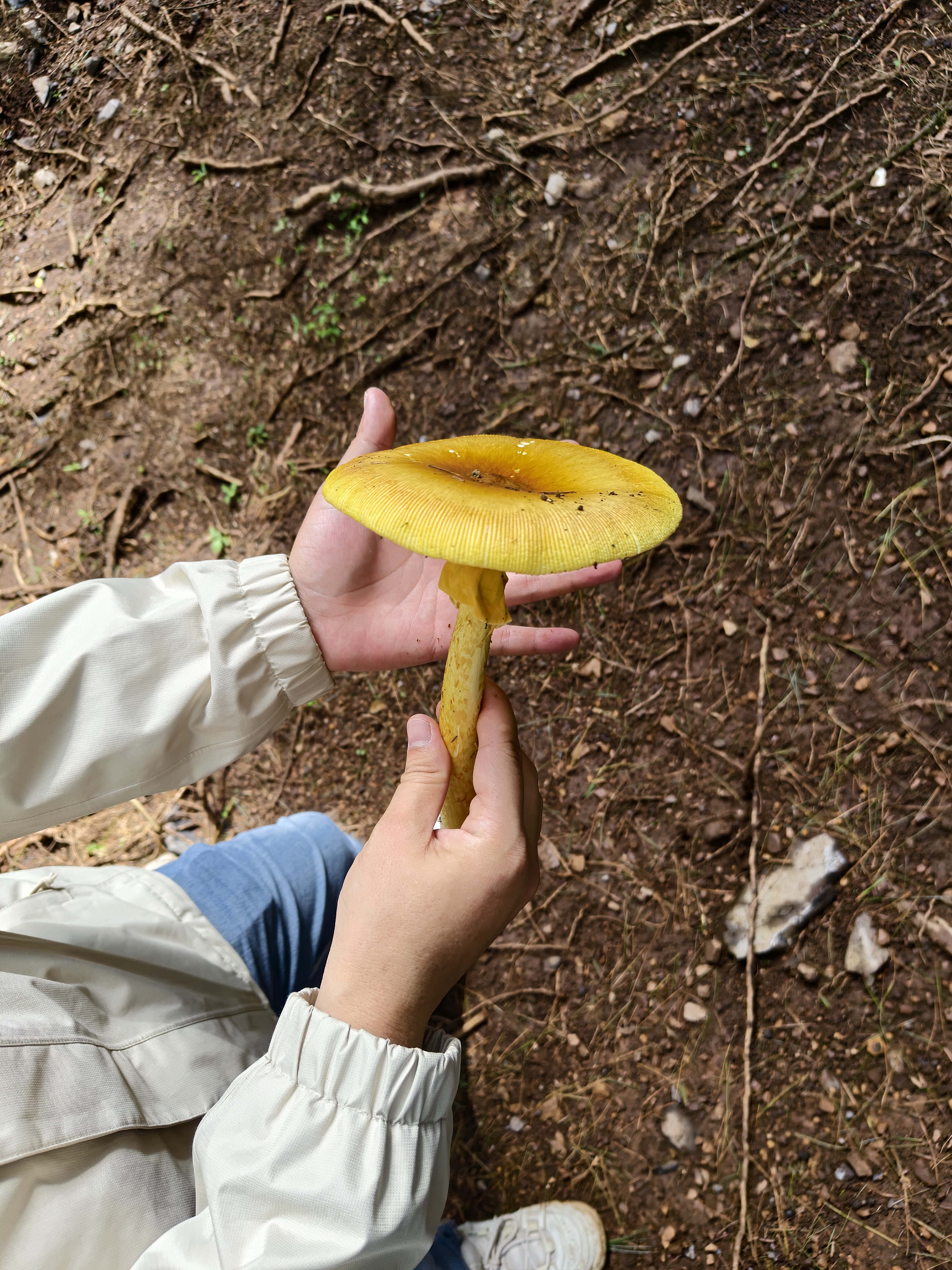 朗龙车载香薰汽车香水出风口替换芯车内香薰摆件固体持久留香方糖补充 方糖替换装-假日-一对香芯【无外壳】 实拍图