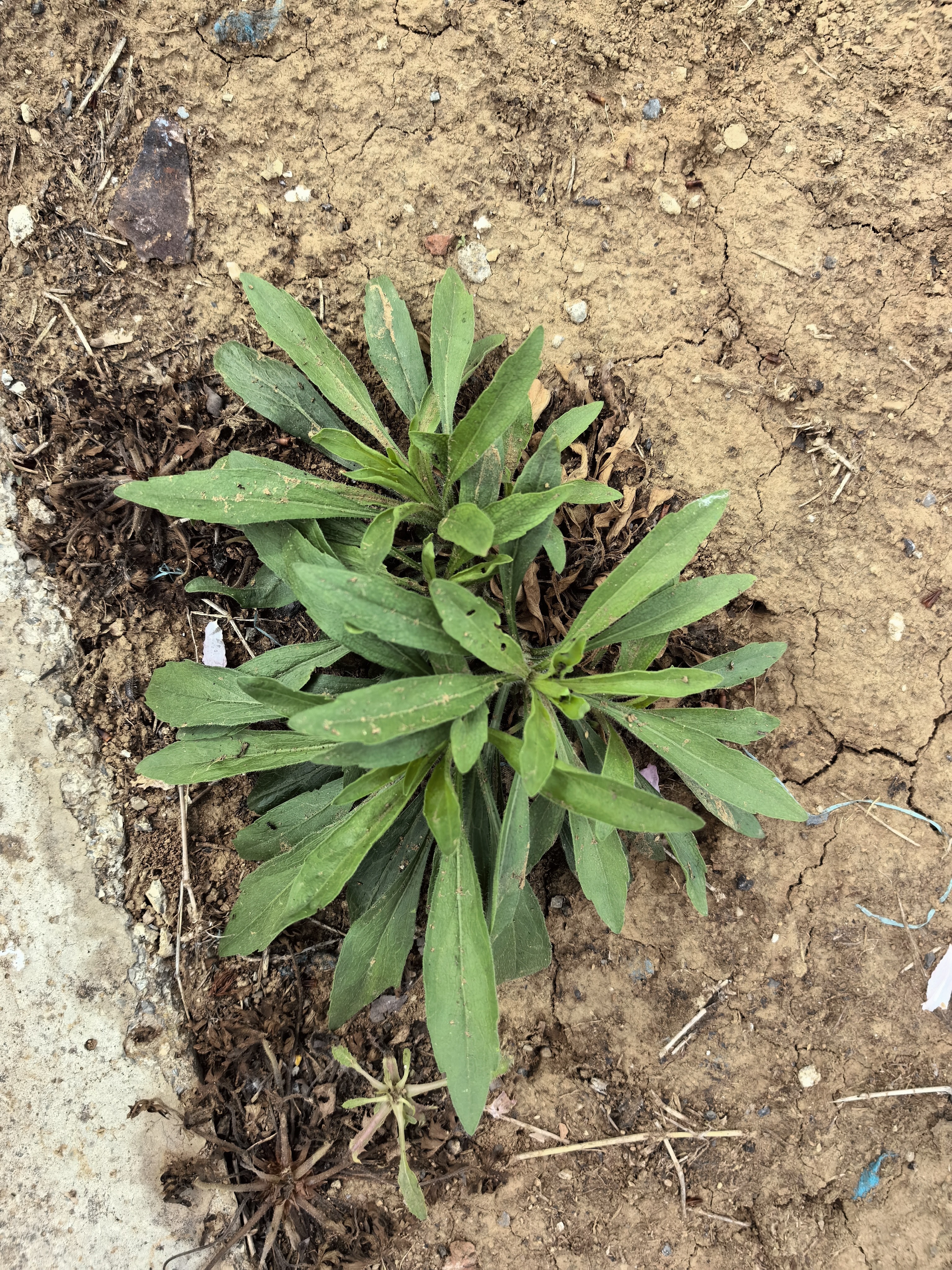 胡姬花 食用油【保真花生油】压榨一级古法花生油4L(新老包装随机发货) 实拍图