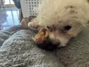蒙贝 香酥牛棒骨 狗狗零食 狗狗磨牙棒小型犬泰迪训犬耐咬洁齿 60g 实拍图