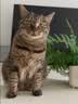 诚实一口P40全价猫粮成猫幼猫室内外80%鲜肉高蛋白益生菌养胃乳鸽味6kg 实拍图