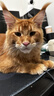 pidan木薯植物猫砂 含10%小苏打抑菌结团好 可混矿砂等猫砂用2.4kg*6包 实拍图