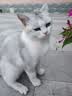 亿迪猫粮冻干幼猫成猫10斤全价英短蓝猫布偶老年猫国产通用全阶段5kg 实拍图