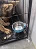 朗亲狗粮金毛拉布拉多泰迪成犬专用小中大型犬通用型狗干粮20kg 实拍图