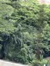 [三鹤] 五淋化石丸0.25g*45丸/盒 实拍图
