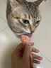 领先猫主食罐头猫咪零食湿粮全价猫粮年货红色礼盒装混合口味85g*30罐 实拍图