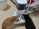 霍曼（Homerun）宠物智能自动喂食器猫粮定时猫咪自动投食机不锈钢双碗增高版PF20 实拍图