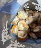 鲜项大号冷冻带黄扇贝肉净重2斤约80-120粒烧烤火锅食材海鲜贝类送礼 实拍图