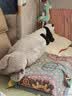宜家（IKEA）KRAMIG克拉格毛绒玩具大熊猫白色黑色现代简约北欧风 熊猫 实拍图
