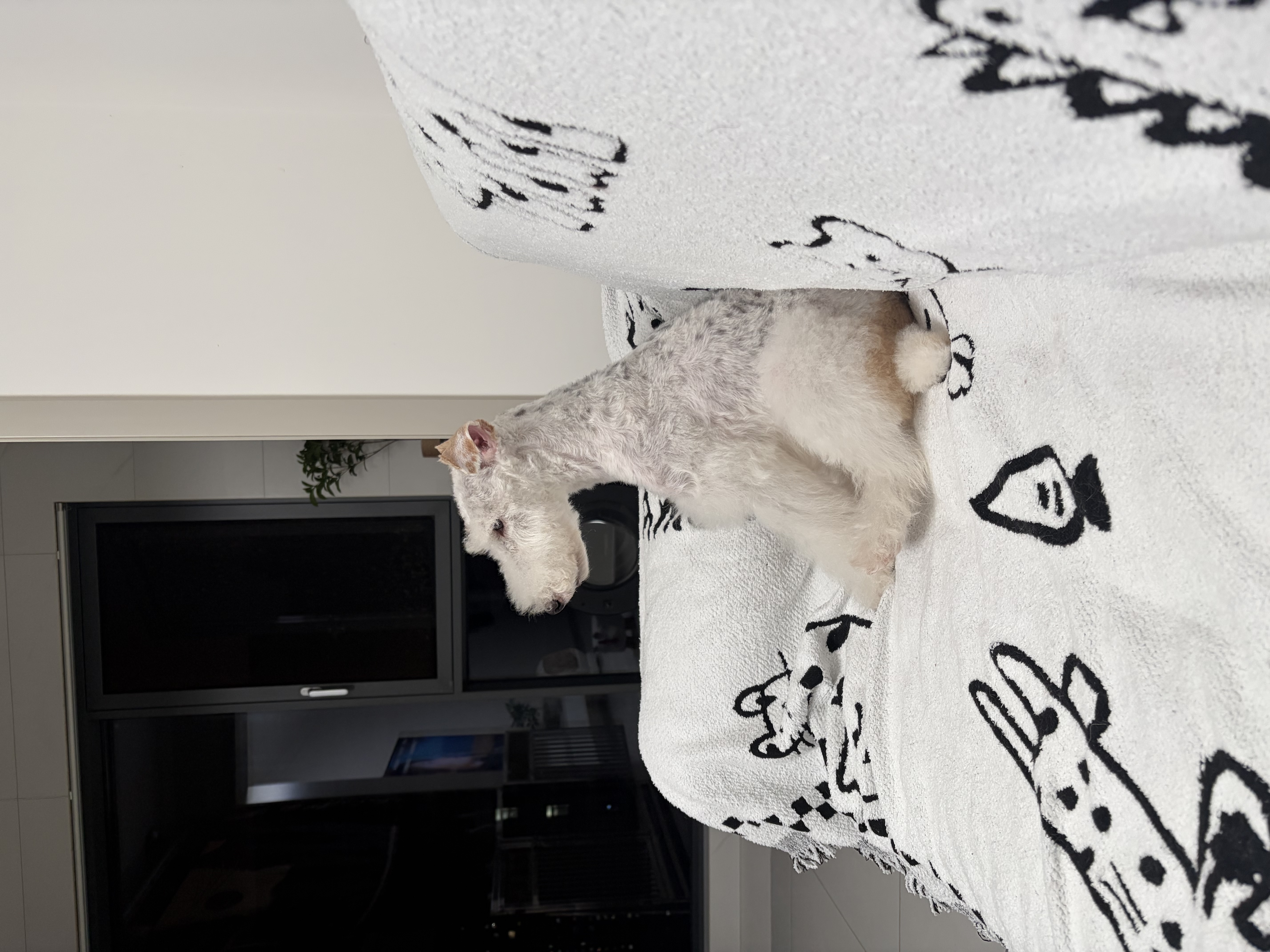 自然光环Halo狗粮小型犬粮 健美体态 泰迪柯基狗粮中小型犬 鱼肉口味2.5kg 实拍图