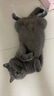 网易严选全价猫粮成幼猫主粮三文鱼亮毛深海鱼虾味1.8kg 【宠物金选】 实拍图