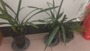 劉閣蘭花四季素心大凤素现带花苞出售有香味的花苗室内阳台绿植物花卉盆栽 带花苞】4苗连体裸根 配硬塑黑盆 实拍图