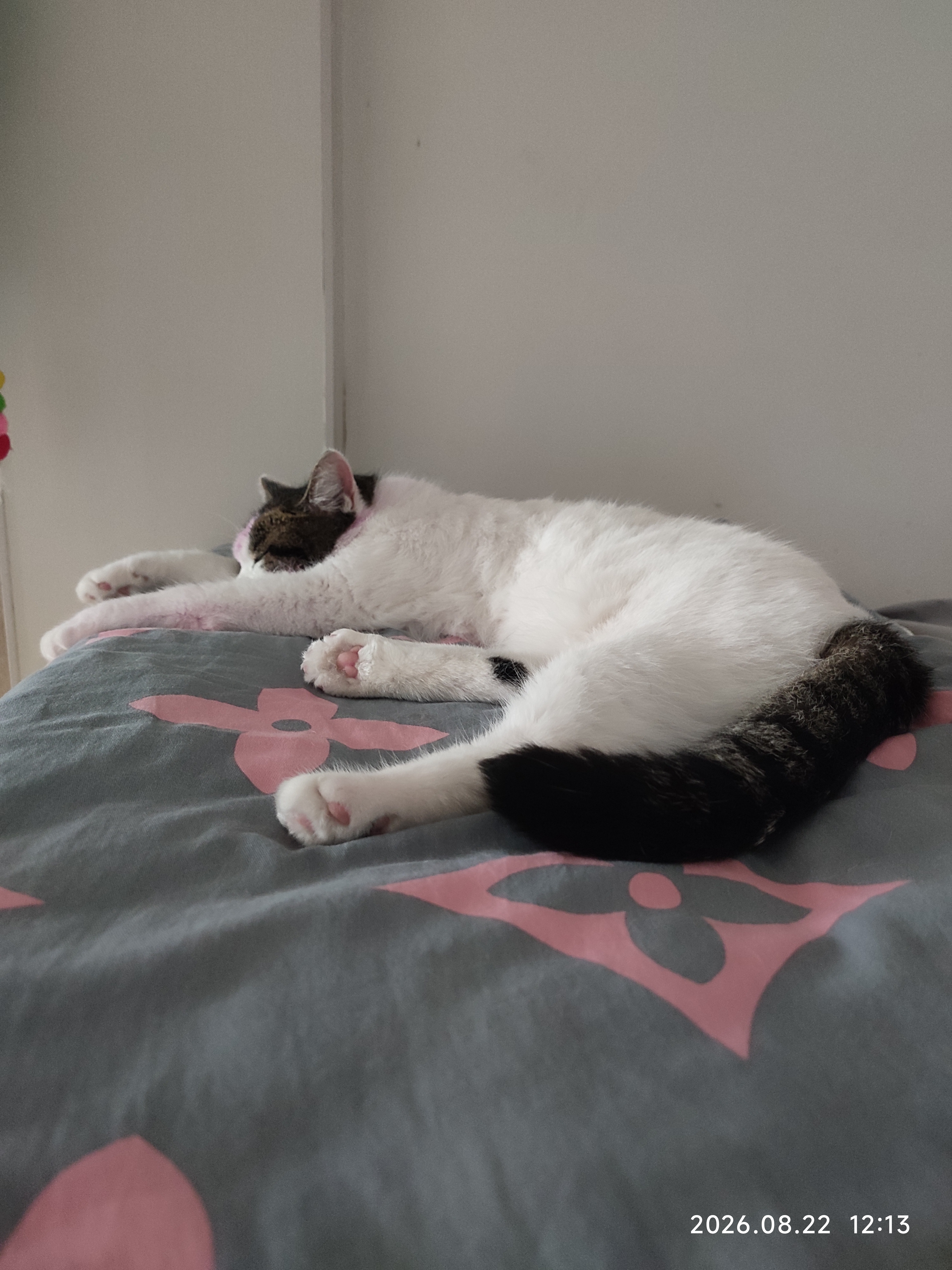 麦富迪猫粮 超肉粒冻干双拼成猫粮美毛护肠胃 三文鱼2kg 实拍图
