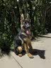 普安特宠物狗狗驱虫药犬驱虫体内外一体跳蚤犬虱非泼罗尼爱滴克 实拍图