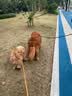 麦富迪狗粮 无谷牛肉双拼狗粮成犬 小型犬中大型犬通用10kg/20斤 实拍图