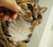 冠能猫粮室内成猫猫粮10kg 全价猫粮 添加膳食纤维 控制毛球 实拍图