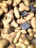 凯锐思贵宾泰迪老年狗粮 7岁+小型犬专用天然奶糕犬粮 老年期2kg 实拍图