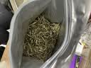 陈一凡白茶 白毫银针 2017年云南白毫银针袋装500g 茶叶老白茶银针 实拍图