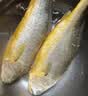 三都港 冷冻黄花鱼700g/2条装 宁德大黄鱼 深海鱼 生鲜 鱼类 海鲜水产 实拍图