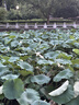 Inne因你竹节钙赖氨酸青少年6-18岁补钙儿童钙镁锌液体钙葡萄味*2罐 实拍图